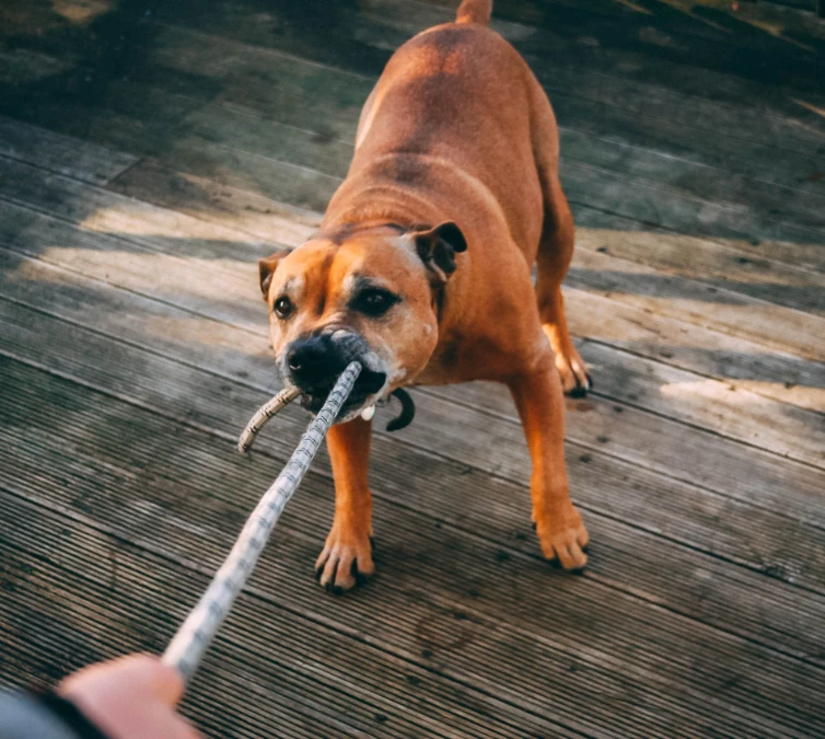 Dog behavior modification in Minneapolis and St. Paul transforms challenging dog behaviors with personalized training from The City Canine.