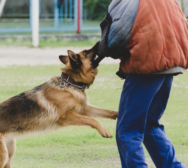 Dog aggression training in Minneapolis and St. Paul