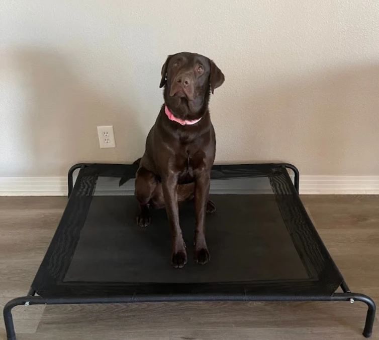 Private dog training in Minneapolis and St. Paul—offering one-on-one sessions for personalized dog training with The City Canine.