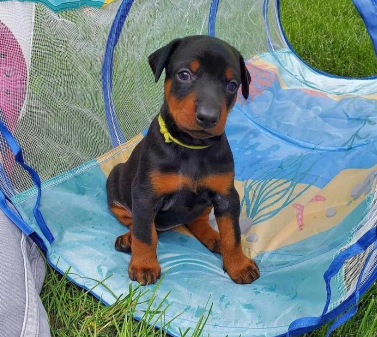 Expert puppy training in Minneapolis and St. Paul, helping puppies build obedience, manners, and confidence