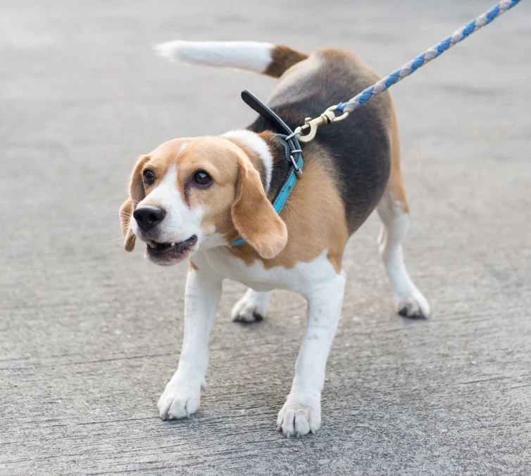 Dog reactivity training in Minneapolis and St. Paul—personalized sessions to reduce aggression and anxiety at The City Canine.