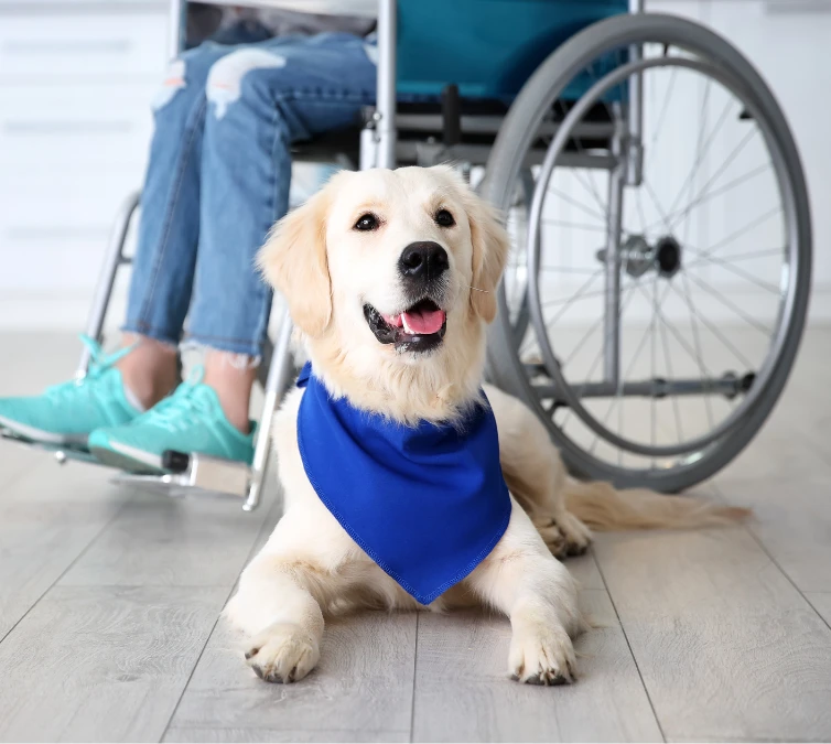 Service dog training in Minneapolis and St. Paul—providing task-specific service dogs with personalized training