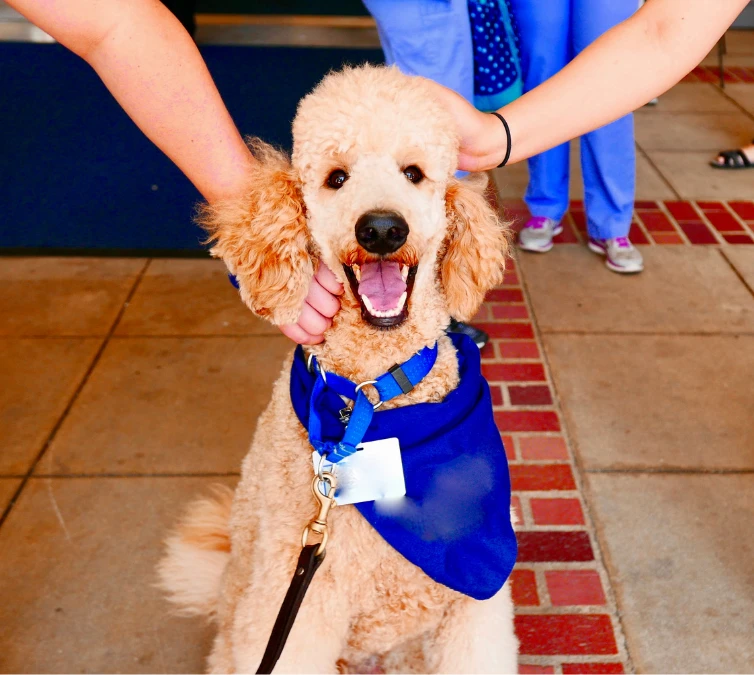 Therapy dog training in Minneapolis & St. Paul—helping dogs provide emotional support and comfort with personalized training at The City Canine.