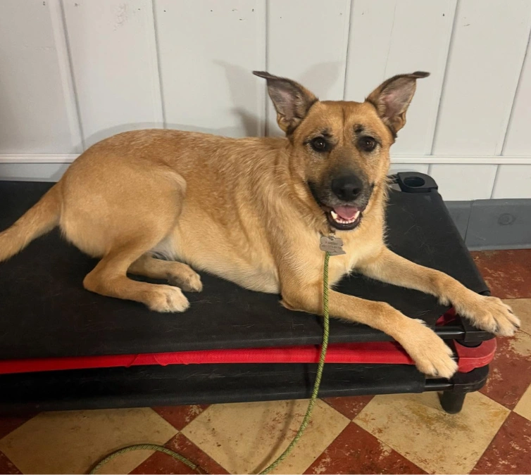 Dog board and train in Minneapolis and St. Paul—The City Canine helps dogs build confidence, obedience, and balance through structured training.