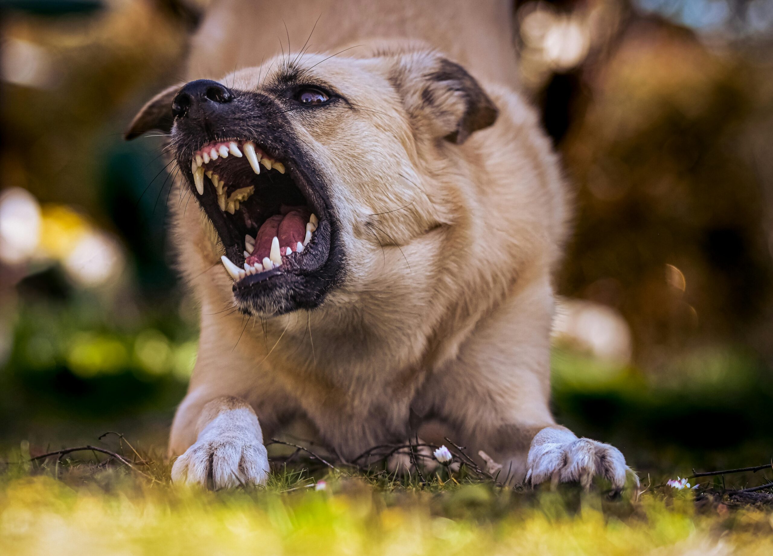 Dog aggression Minneapolis